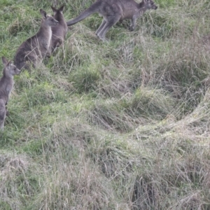 Macropus giganteus at Latham, ACT - 13 Jul 2021 02:16 PM