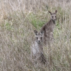 Macropus giganteus at Latham, ACT - 13 Jul 2021