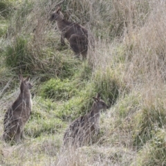 Macropus giganteus at Latham, ACT - 13 Jul 2021 02:16 PM