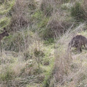 Macropus giganteus at Latham, ACT - 13 Jul 2021 02:16 PM