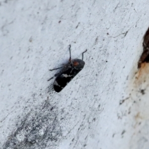 Eurymeloides bicincta at Belconnen, ACT - 12 Jul 2021