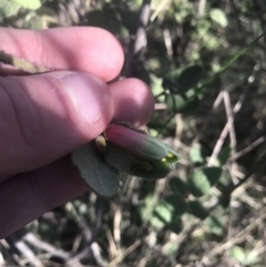 Correa reflexa var. reflexa (Common Correa, Native Fuchsia) at Pine Island to Point Hut - 30 Jun 2021 by Tapirlord