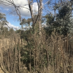 Eucalyptus viminalis at Greenway, ACT - 30 Jun 2021 01:55 PM