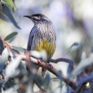 Anthochaera carunculata at Belconnen, ACT - 12 Jul 2021