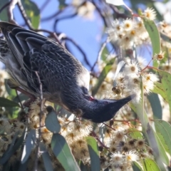 Anthochaera carunculata at Belconnen, ACT - 12 Jul 2021