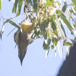 Anthochaera carunculata at Belconnen, ACT - 12 Jul 2021