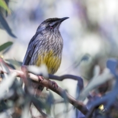 Anthochaera carunculata at Belconnen, ACT - 12 Jul 2021