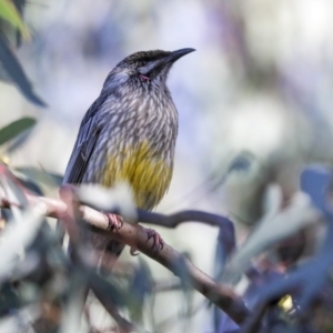 Anthochaera carunculata at Belconnen, ACT - 12 Jul 2021