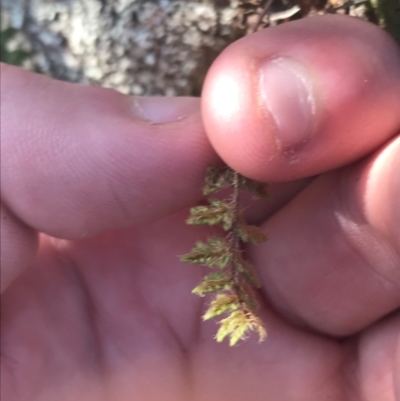 Cheilanthes distans (Bristly Cloak Fern) at Pine Island to Point Hut - 30 Jun 2021 by Tapirlord