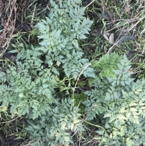 Conium maculatum at Greenway, ACT - 30 Jun 2021 02:15 PM