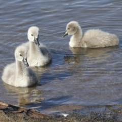 Cygnus atratus (Black Swan) at Lake Ginninderra - 12 Jul 2021 by AlisonMilton