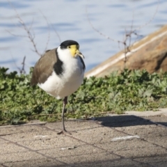 Vanellus miles (Masked Lapwing) at Belconnen, ACT - 12 Jul 2021 by AlisonMilton