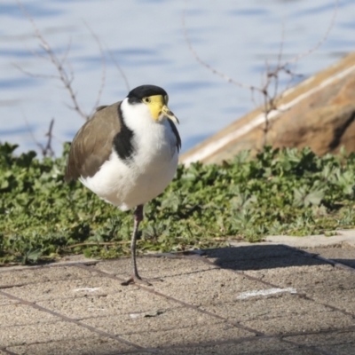 Vanellus miles (Masked Lapwing) at Lake Ginninderra - 12 Jul 2021 by AlisonMilton