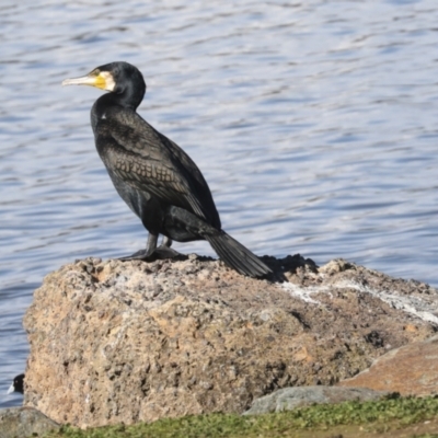 Phalacrocorax carbo (Great Cormorant) at Lake Ginninderra - 12 Jul 2021 by AlisonMilton