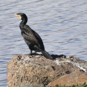 Phalacrocorax carbo at Belconnen, ACT - 12 Jul 2021