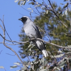 Coracina novaehollandiae (Black-faced Cuckooshrike) at Lake Ginninderra - 12 Jul 2021 by AlisonMilton