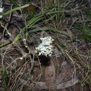 Ramalina sp. at Bungendore, NSW - 10 Jul 2021