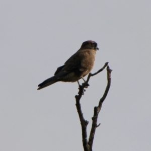 Falco berigora at Braidwood, NSW - 13 Jul 2021