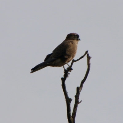 Falco berigora (Brown Falcon) at Braidwood, NSW - 13 Jul 2021 by LisaH