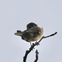 Falco berigora at Braidwood, NSW - 13 Jul 2021