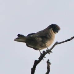 Falco berigora at Braidwood, NSW - 13 Jul 2021