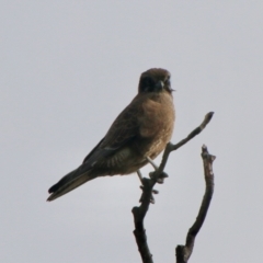 Falco berigora at Braidwood, NSW - 13 Jul 2021