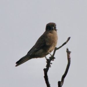 Falco berigora at Braidwood, NSW - 13 Jul 2021