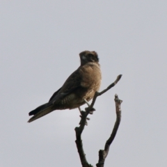 Falco berigora at Braidwood, NSW - 13 Jul 2021