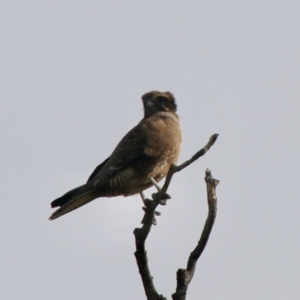 Falco berigora at Braidwood, NSW - 13 Jul 2021