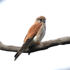 Falco cenchroides (Nankeen Kestrel) at Majura, ACT - 10 Jul 2021 by jb2602