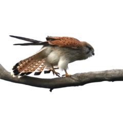 Falco cenchroides at Majura, ACT - 10 Jul 2021