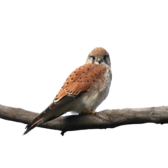 Falco cenchroides at Majura, ACT - 10 Jul 2021