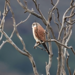 Falco cenchroides (Nankeen Kestrel) at Majura, ACT - 10 Jul 2021 by jbromilow50