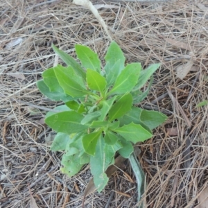 Dimorphotheca ecklonis at Monash, ACT - 4 Apr 2021