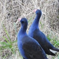 Porphyrio melanotus (Australasian Swamphen) at Greenway, ACT - 7 Jul 2021 by MatthewFrawley