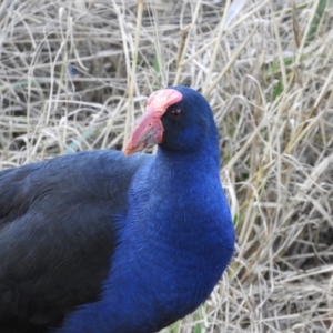 Porphyrio melanotus at Greenway, ACT - 7 Jul 2021