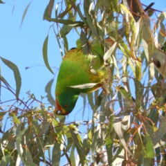 Lathamus discolor (Swift Parrot) at Kambah, ACT - 7 Jul 2021 by MatthewFrawley