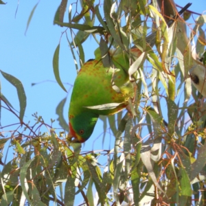 Lathamus discolor at Kambah, ACT - suppressed