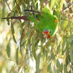 Lathamus discolor at Kambah, ACT - suppressed