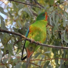 Lathamus discolor at Kambah, ACT - suppressed