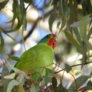 Lathamus discolor at Kambah, ACT - suppressed