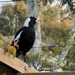 Gymnorhina tibicen (Australian Magpie) at Aranda, ACT - 11 Jul 2021 by KMcCue