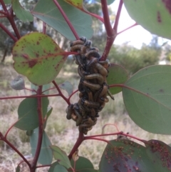 Perginae sp. (subfamily) (Unidentified pergine sawfly) at Belconnen, ACT - 30 Jun 2021 by jgiacon