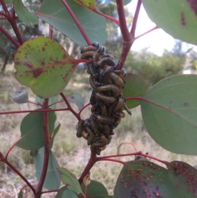 Perginae sp. (subfamily) (Unidentified pergine sawfly) at Emu Creek - 30 Jun 2021 by JohnGiacon