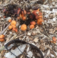 Leratiomcyes ceres (Red Woodchip Fungus) at Emu Creek - 11 Jul 2021 by jgiacon