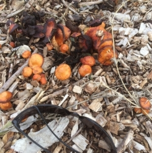 Leratiomyces ceres at Belconnen, ACT - 11 Jul 2021 01:31 PM