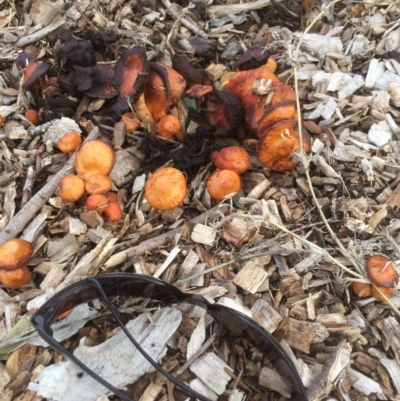 Leratiomcyes ceres (Red Woodchip Fungus) at Belconnen, ACT - 11 Jul 2021 by JohnGiacon