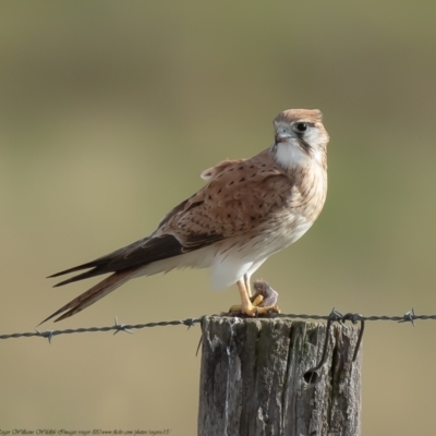 Falco cenchroides (Nankeen Kestrel) at Wallaroo, NSW - 13 Jul 2021 by Roger