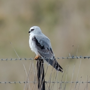 Elanus axillaris at Wallaroo, NSW - 13 Jul 2021