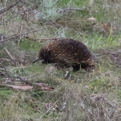 Tachyglossus aculeatus (Short-beaked Echidna) at Tennent, ACT - 13 Jul 2021 by RodDeb